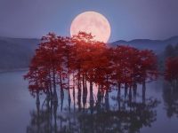 The beauty of the cypress trees and the full moon