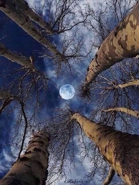 The moon