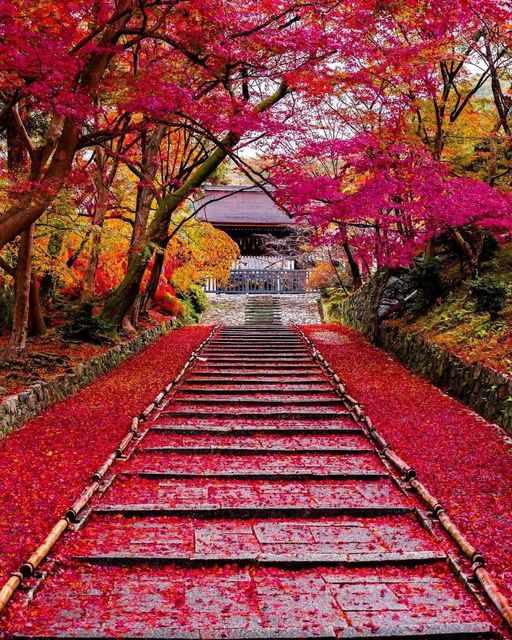 The stairs of bright red fallen leaves were beautiful