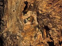 The trees have eyes Incredible camouflage displayed by a great horned owl