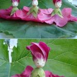 There must be spirits inside the flowers!