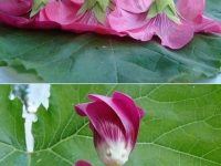 There must be spirits inside the flowers!