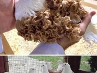These awesome curly feather pigeons