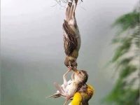 Two birds working hard to get their young back