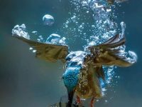 Underwater shot of Kingfisher in action