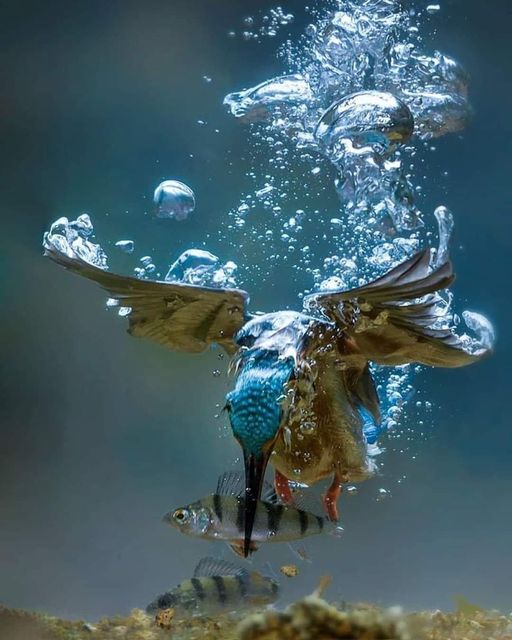 Underwater shot of Kingfisher in action