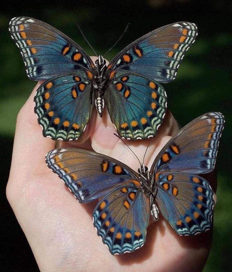 butterflies from Pismo, California
