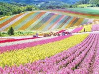 creativity in agriculture, Osaka, Japan