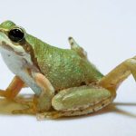 frog