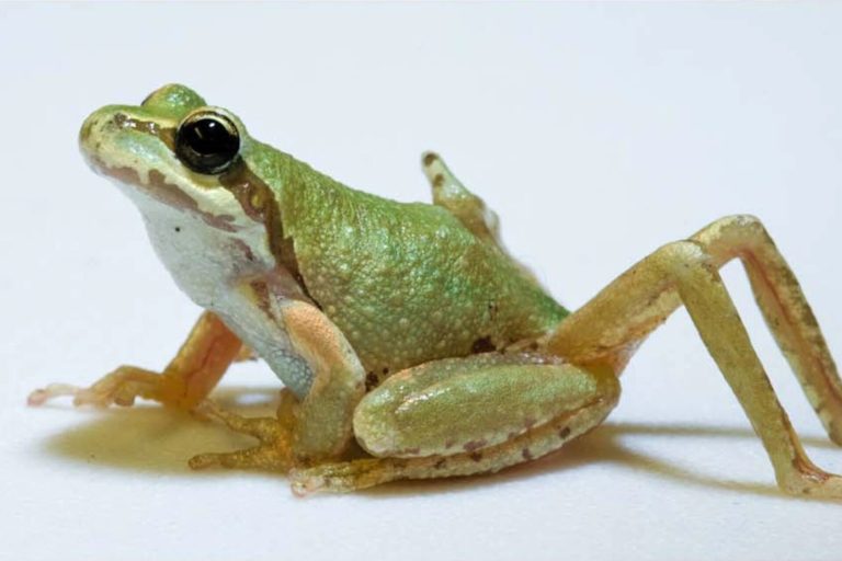 frog