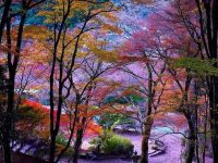garden in japan