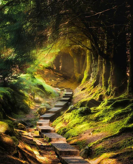 A boardwalk in the Balinastoe Woods Wicklow Mountains, Ireland.