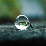 Ant and Water Drop