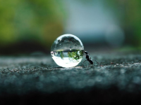 Ant and Water Drop