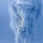 Bison at 35 below zero, Yellowstone National Park, USA.