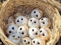 Cuteness Overload