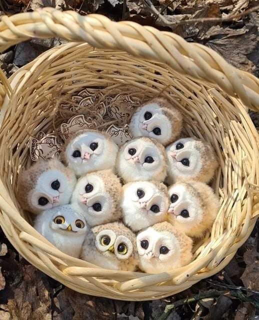 Cuteness Overload