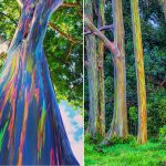 Eucalyptus trees