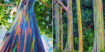 Eucalyptus trees