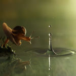 Great shot of a snail