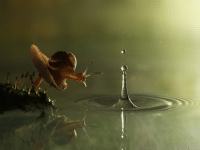 Great shot of a snail