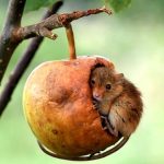 Harvest mouse hiding in an apple