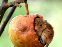 Harvest mouse hiding in an apple