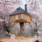 House on Tree
