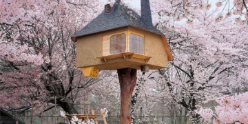 House on Tree
