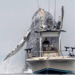 Humpback whale salute In Monterey Bay, California