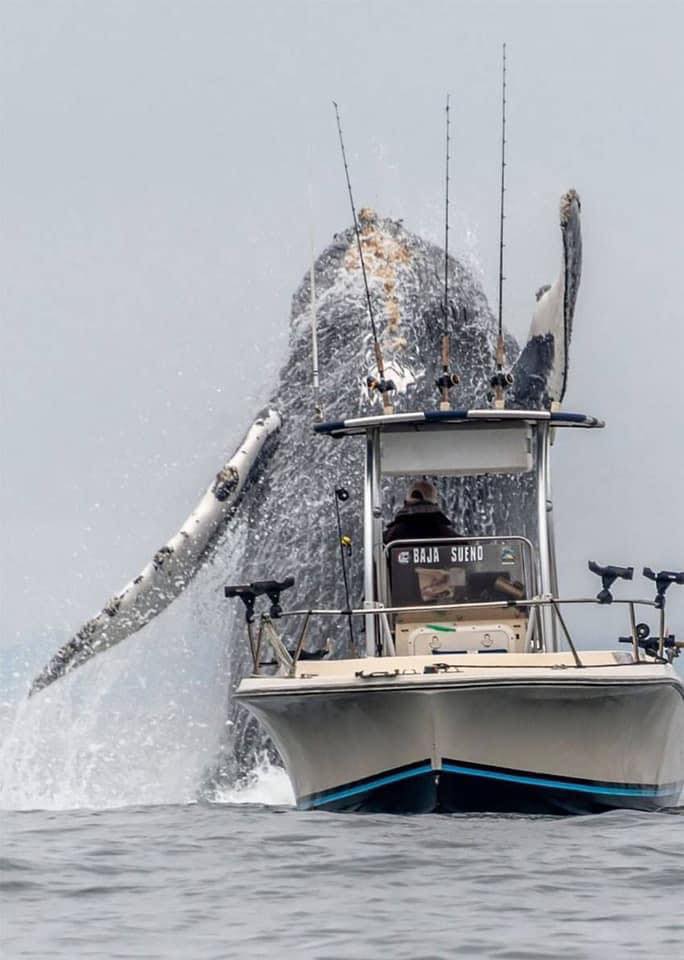 Humpback whale salute In Monterey Bay, California