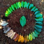 Life cycle of leaf