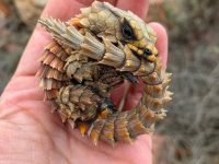 Ouroborus cataphractus