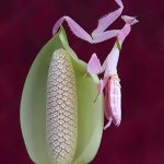 Praying Mantis