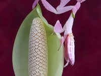 Praying Mantis