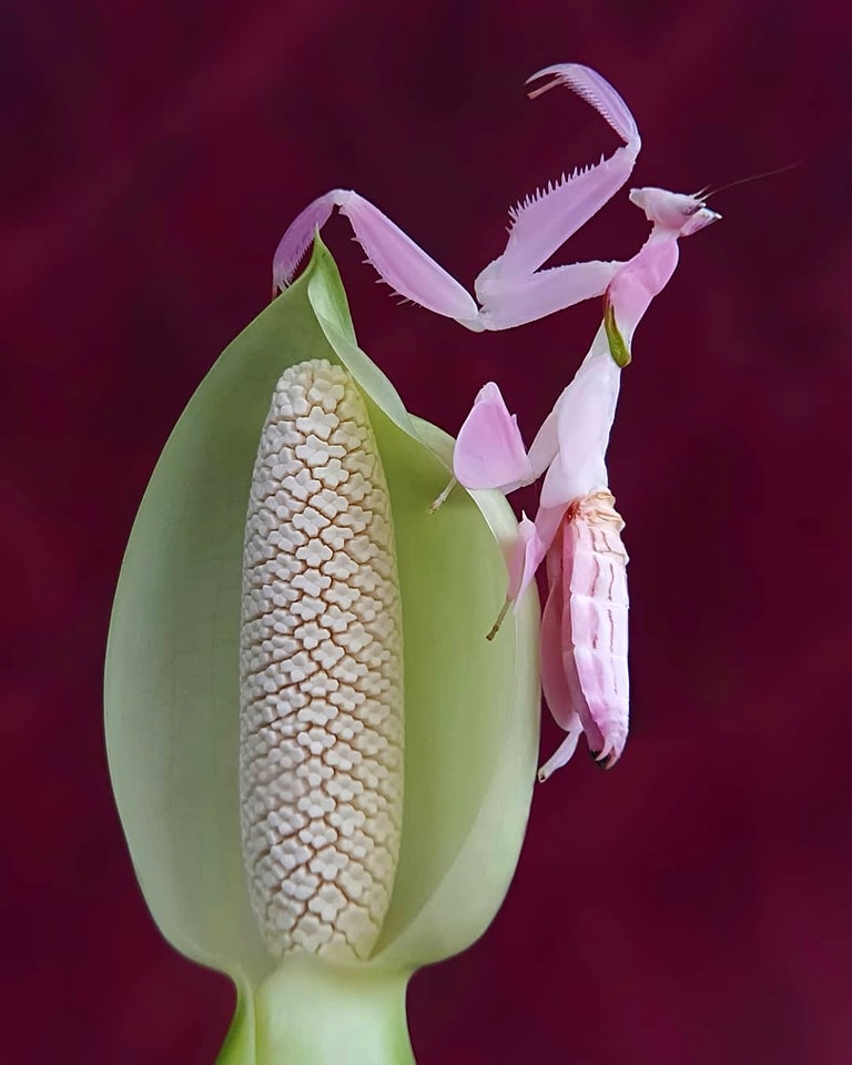 Praying Mantis