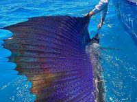 Sailfish in Queensland, Australia