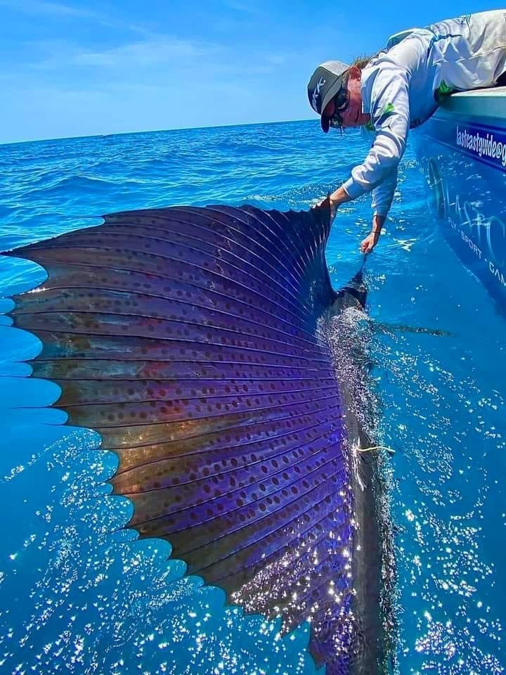 Sailfish in Queensland, Australia
