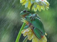 Shielded from rain