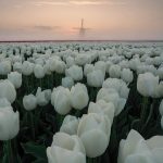 White roses farm, Netherlands
