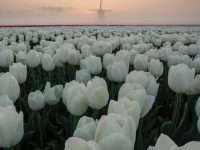 White roses farm, Netherlands