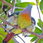 Treron vernans, indonesia
