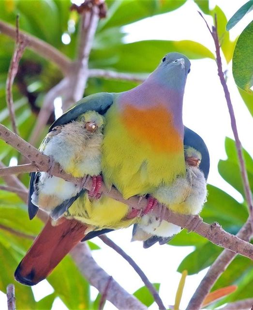 Treron vernans, indonesia