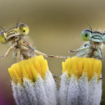 Twin Mantis