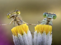 Twin Mantis