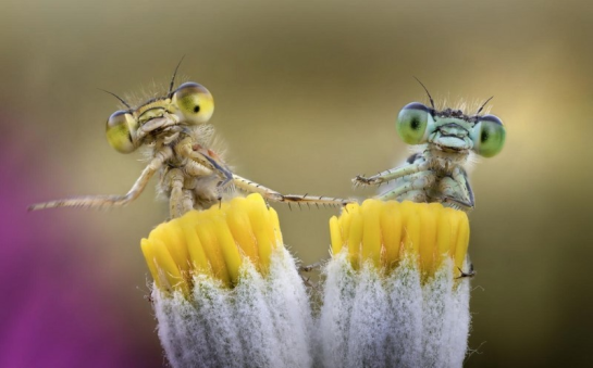 Twin Mantis
