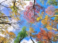 United Colors of Autumn