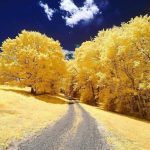 Yellow Autumn, Andover, Massachusetts, USA