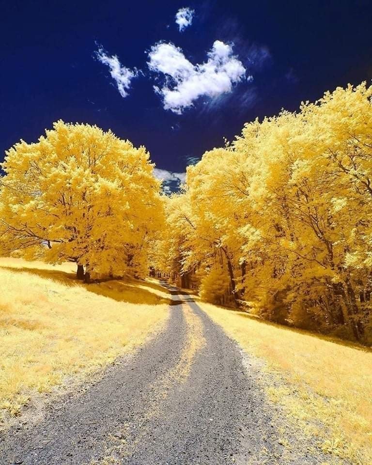 Yellow Autumn, Andover, Massachusetts, USA
