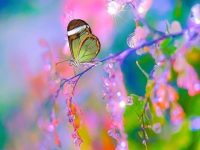 butterfly like dreams